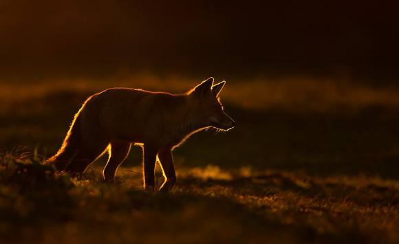Red Fox at Sunset