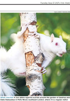 Albino Squirrel in Times