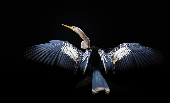 Portrait of Anhinga