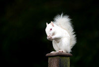 Giggling Albino Squirrel