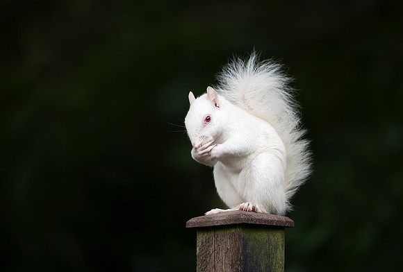 Giggling Albino Squirrel