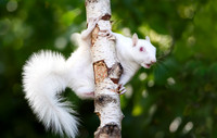 Albino Squirrel on a Feeder