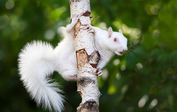 Albino Squirrel on a Feeder
