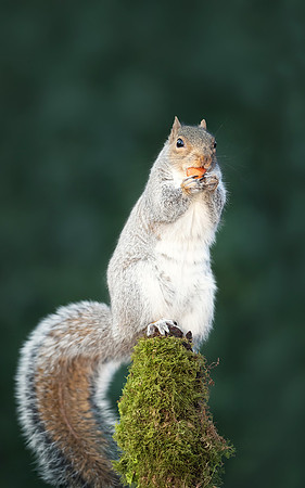 Grey squirrel eating nut on a mossy tree branch