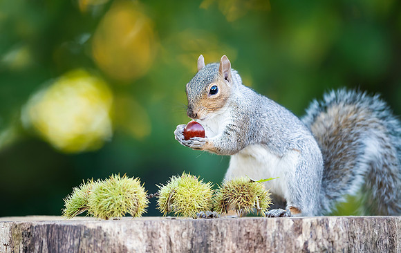Grey squirrel eating sweet chestnut fruit on a tree stump in aut