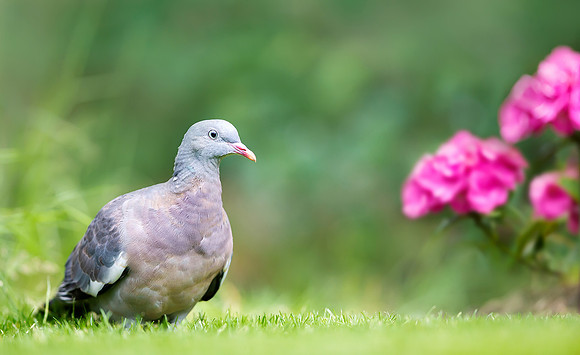 Portrait of a wood pigeon standing on green grass near red flowe
