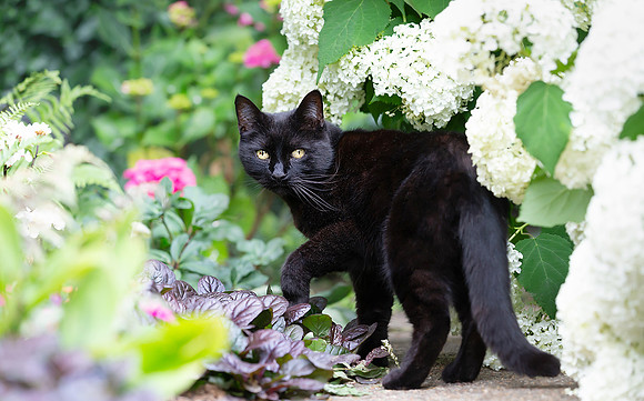 Portrait of a black cat standing among white hydrangeas in a vib