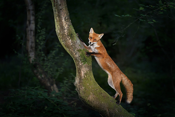 Red Fox at Night