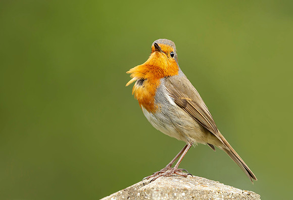 Robin Singing
