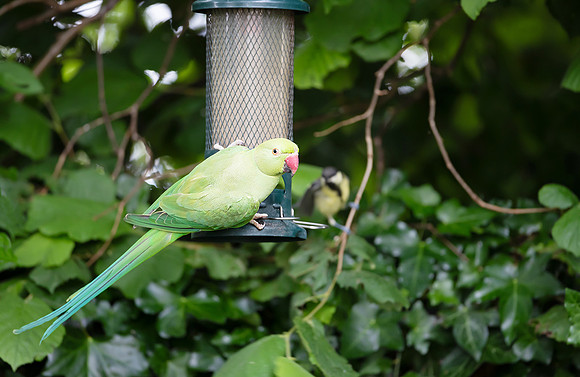Rose-ringed parakeet standing on a bird feeder in a garden