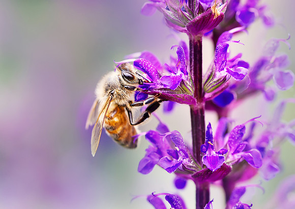 Honey bee on a purple salvia