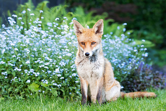 Red Fox and Forget-Me-Nots