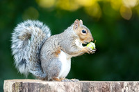 Grey Squirrel with an Acorn