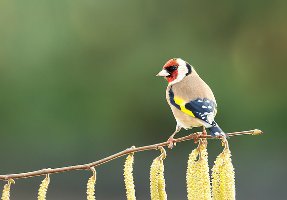Goldfinch in Spring