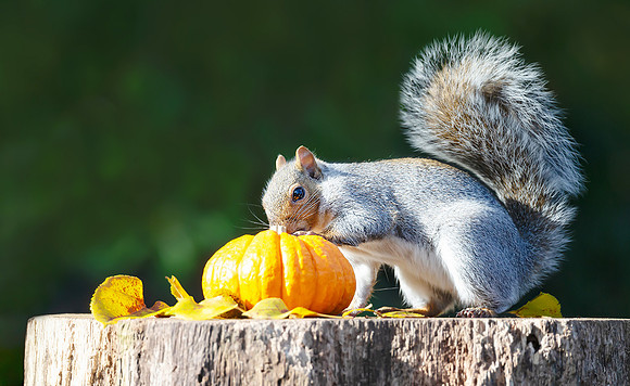 Grey squirrel investigating pumkin on a tree stump in autumn