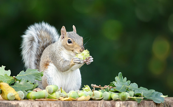 Portrait of a grey squirrel eating green hazelnuts on a tree stu