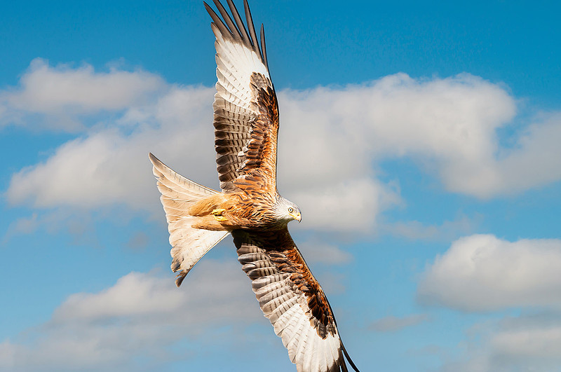 Portrait of a red kite in flight against blue sky