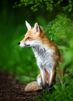 Portrait of a red fox cub sitting in a forest