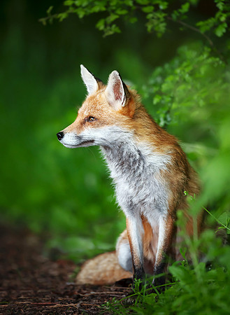 Portrait of a red fox cub sitting in a forest