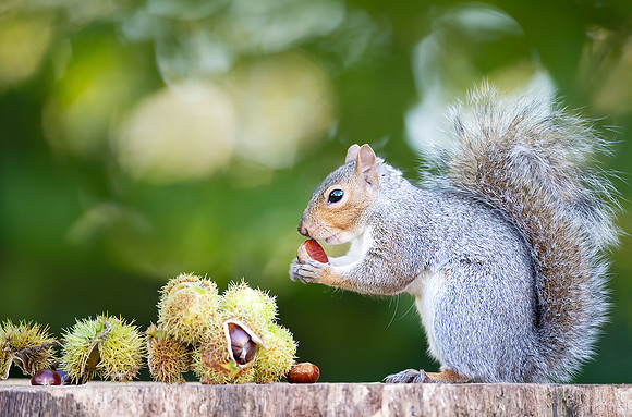 Grey squirrel eating sweet chestnut on a tree stump in autumn