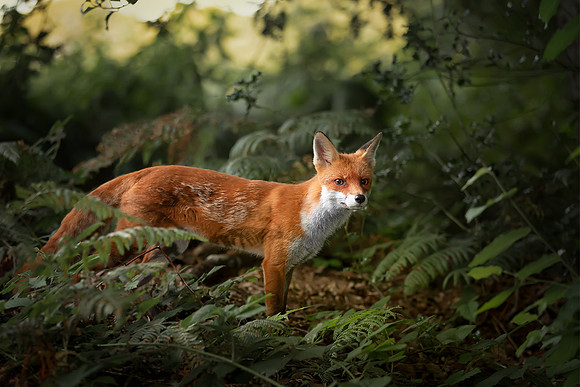 Red Fox in a Forest