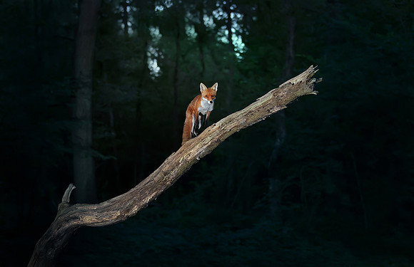 In the Forest