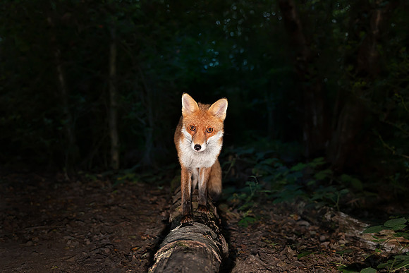Red Fox at Night
