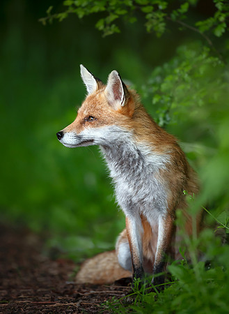 Close up of a Red Fox in a Forest