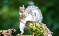 Grey Squirrel Eating Nuts