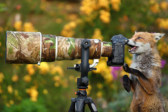 Fox the Photographer