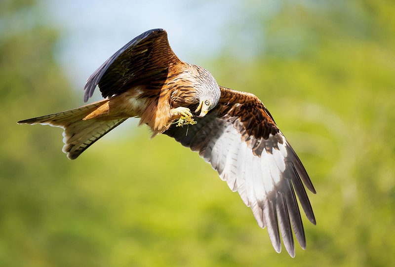 Red kite feeding in flight against colourful background