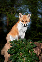 Red fox sitting on a tree in a forest
