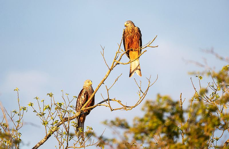 Close-up of a two red kites perched in a tree