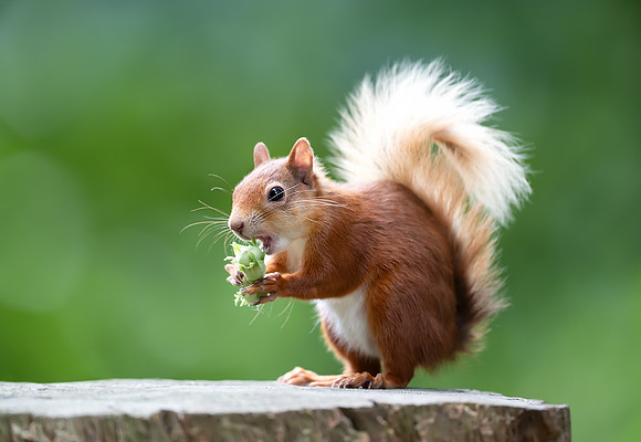 Close up of a Red Squirrel