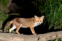 Portrait of a red fox standing on a tree in a forest at night