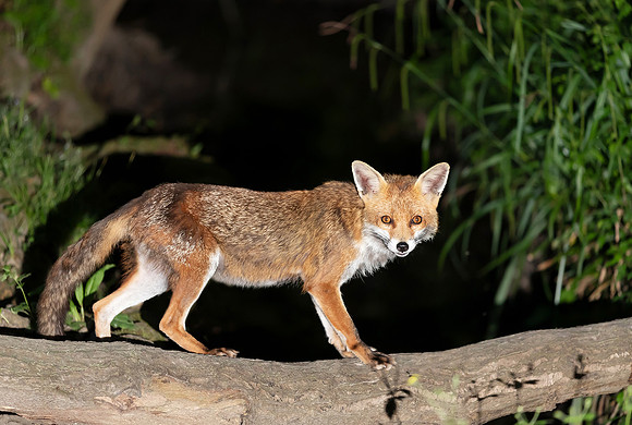 Portrait of a red fox standing on a tree in a forest at night