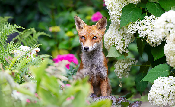 Portrait of a cute red fox cub sitting among garden flowers