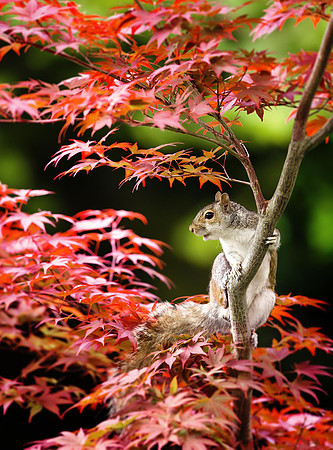 Grey Squirrel on a Japanese Maple Tree