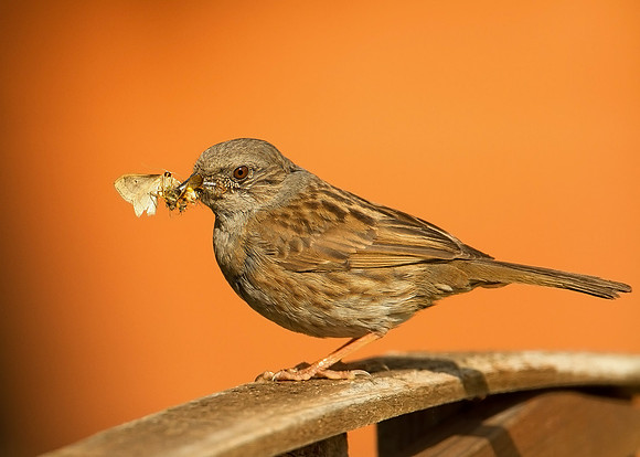 Dunnock in Spring