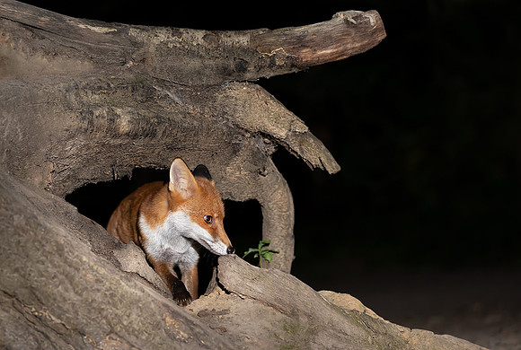 Little Fox