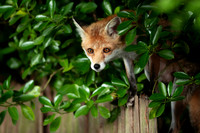 Red fox cub standing on a garden fence