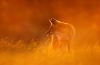 Red Fox in the Evening Light