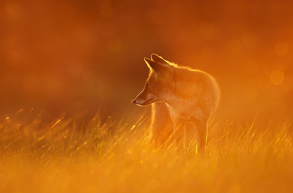 Red Fox in the Evening Light