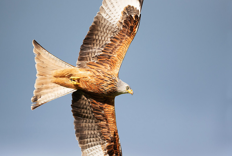 Portrait of a red kite in flight against blue sky
