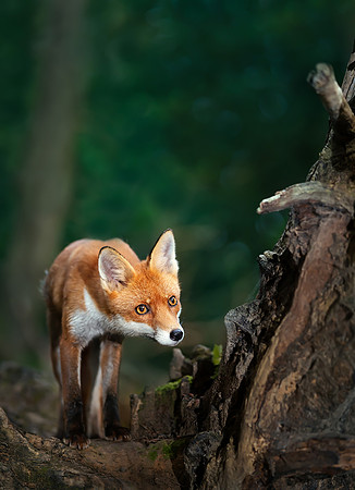 Red Fox in a Forest