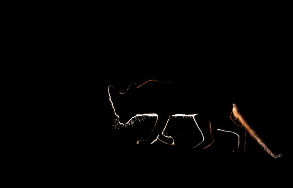 Silhouette of a Red Fox