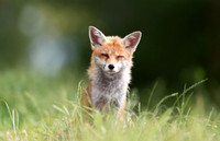 Portrait of a red fox sitting in a meadow