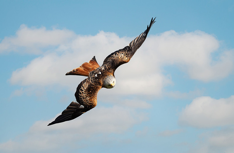 Portrait of a red kite in flight against blue sky