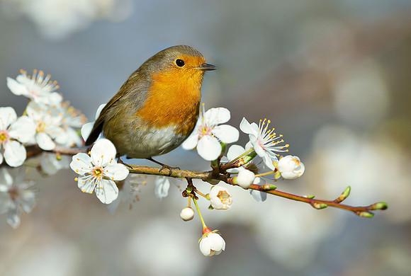 Robin in Spring