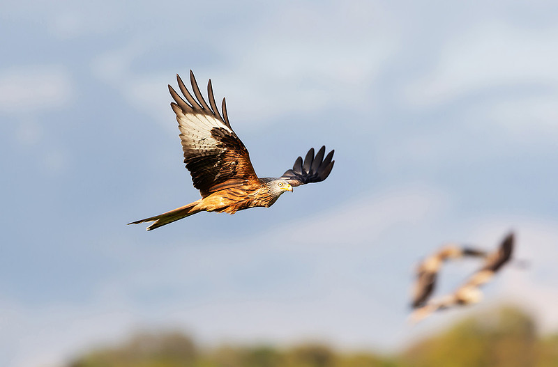 Red kite in flight against blue sky